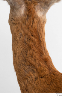 European roe deer neck 0008.jpg